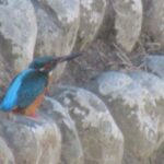 wb001: 島田市岸町の野鳥たち　（１）　カワセミの瑠璃