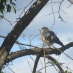 wb002: 島田市岸町の野鳥たち　（２）　ハイタカの勇姿