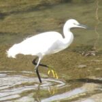 wb003: 島田市岸町の野鳥たち　（３）　コサギの純白