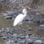 wb004: 島田市岸町の野鳥たち　（４）　ダイサギと「すずさん」と「のんさん」
