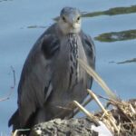 wb005: 島田市岸町の野鳥たち　（５）　アオサギとサギ輪舞の目撃