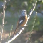 wb007: 島田市岸町の野鳥たち　（７）　ジョウビタキ 大陸から来た小鳥