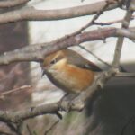 wb006: 島田市岸町の野鳥たち　（６）　モズと「はやにえ」