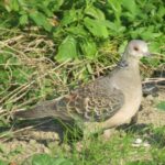 wb010: 島田市岸町の野鳥たち　（10）　キジバト 「コゥコ　デッデデー」