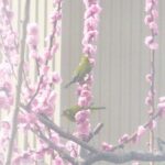 wb008: 島田市岸町の野鳥たち　（８）　メジロ 「つがい」で来訪