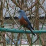 wb009: 島田市岸町の野鳥たち　（９）　イソヒヨドリ 「私の青い野鳥」