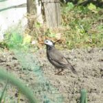 wb013: 島田市岸町の野鳥たち_13 ムクドリ 勘違いをお許し下さい