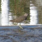 wb011: 島田市岸町の野鳥たち　（11）　イソシギ　河川にいても「イソ」