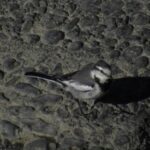 wb014: 島田市岸町の野鳥たち_14_ ハクセキレイとキセキレイ