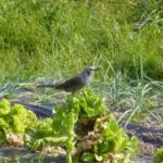wb012: 島田市岸町の野鳥たち_12 ヒヨドリ 頭に「イソ」が付かないと、、、