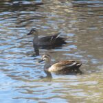 wb015: 島田市岸町の野鳥たち_15 カルガモ 黄色い嘴