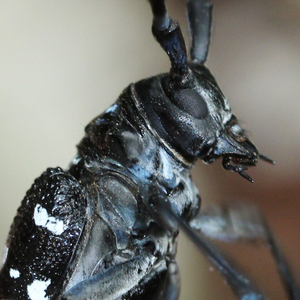 pst01: 連載「害虫の研究」01_ゴマダラカミキリ